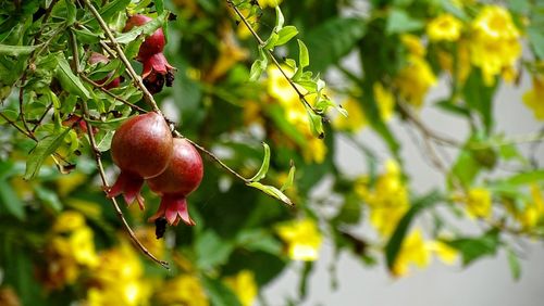 Close-up of plant growing on tree