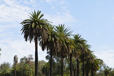 Low angle view of palm trees