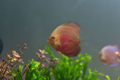 Close-up of fish swimming in sea