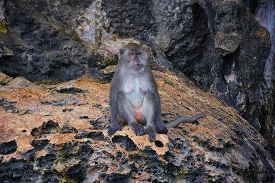 Macaque long tailed monkey playing ocean cliffs phuket bangkok macaca cercopithecinae thailand asia