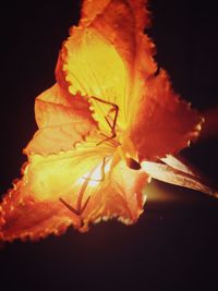 Close-up of insect on leaf