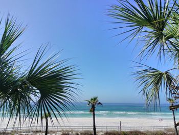 Palm trees on beach against clear blue sky