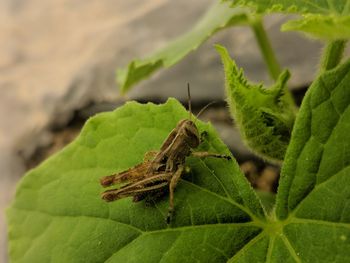 Close-up of insect on leaf