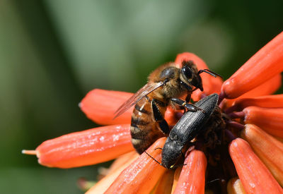 Close-up of bee pollinating on flower