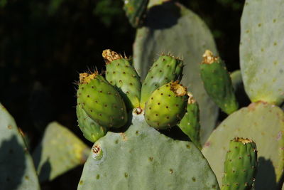 Close-up of prickly pear cactus