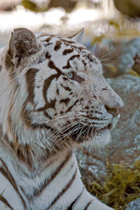 Close-up of a relaxed tiger