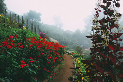 Red flowering plants by trees against sky