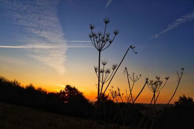 Silhouette plants on field against sky during sunset
