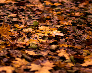 Close-up of fallen maple leaves on field