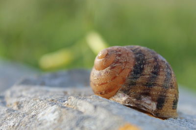 Close-up of snail