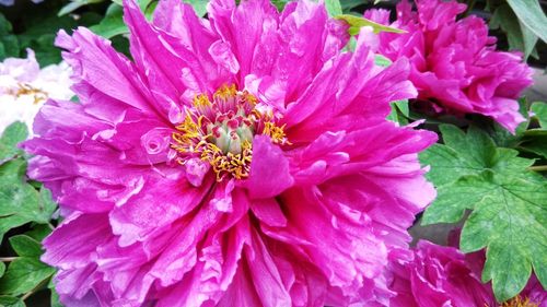 Close-up of pink flowers blooming outdoors