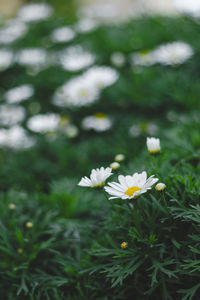 Close-up of white daisy flowers on field