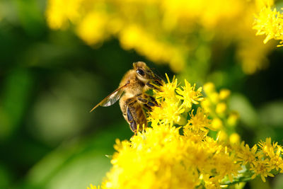 Close-up of bee pollinating on flower