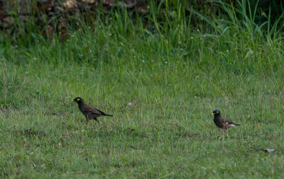 Bird on grassy field