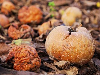 Close-up of fruits