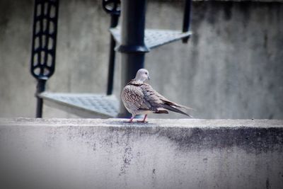 Bird perching on retaining wall