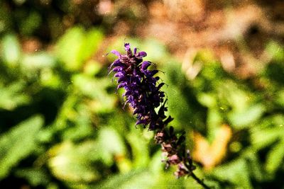 Close-up of purple flowering plant