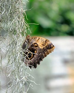 Close-up of butterfly on leaf