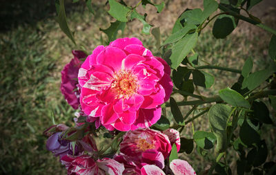 Close-up of pink flowers blooming outdoors