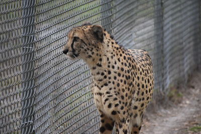 Leopard in cage at zoo