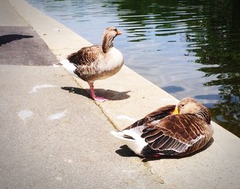 View of birds in water