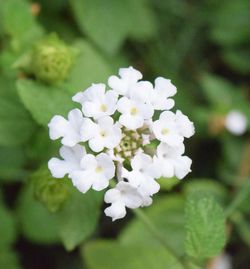 Close-up of white flowers
