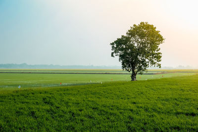 Tree on field against clear sky