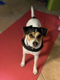 Portrait of dog on red floor