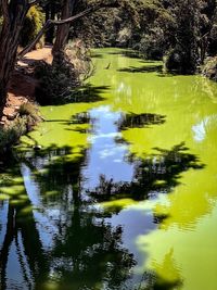 Reflection of trees in lake