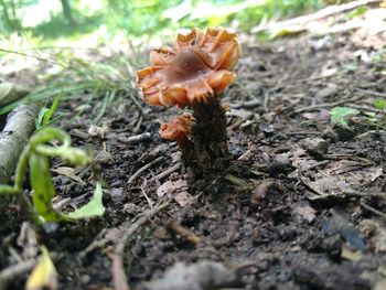 Close-up of mushroom growing on field