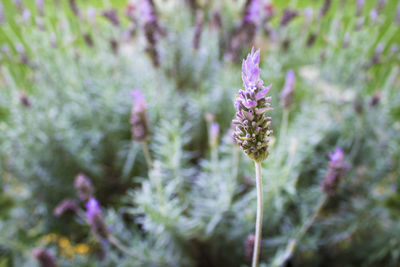 Close-up of thistle blooming outdoors