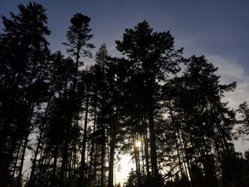 Low angle view of pine trees against sky