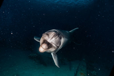 One dolphin swimming in the red sea, eilat israel a.e