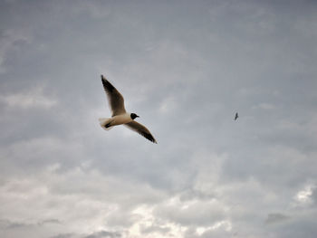 Low angle view of seagull flying against sky