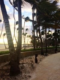 Palm trees on beach against sky