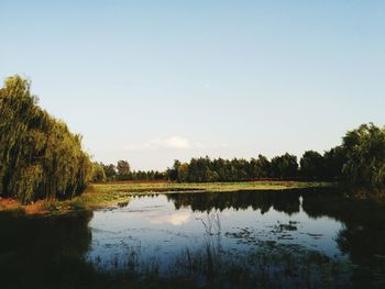 Reflection of trees in calm lake