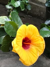 High angle view of yellow hibiscus blooming outdoors