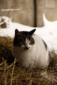 Close-up of a cat sitting on field
