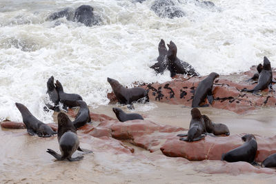 View of an animal on beach