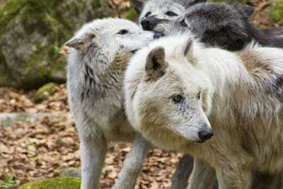 Wolves together