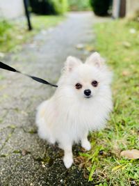pet