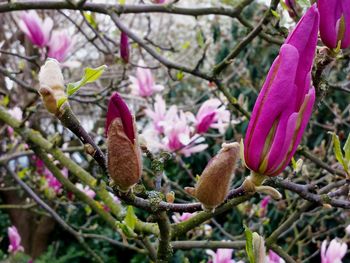 Close-up of pink flowers