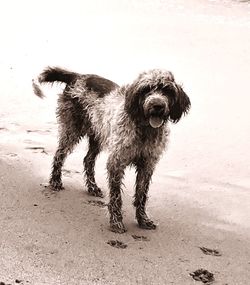 Portrait of dog standing on sand
