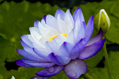 Close-up of purple flowering plant