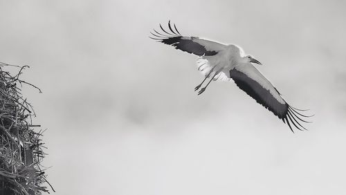 Low angle view of bird flying against clear sky