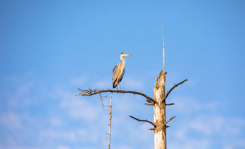 Low angle view of bird perching on bare tree against clear blue sky