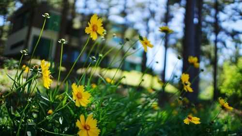 Close-up of yellow flowering plants on field