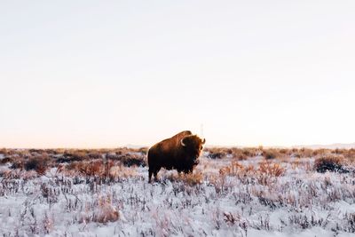 Bison on field against clear sky during winter