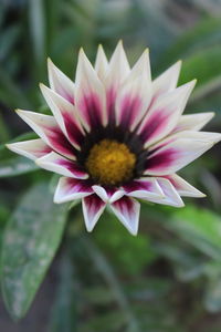 Close-up of pink lotus blooming outdoors