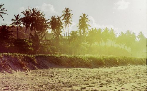 Palm trees on beach against sky